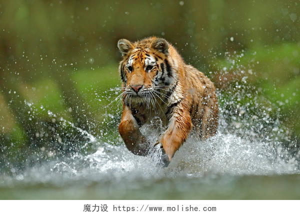 老虎在水中奔跑老虎在水中运行